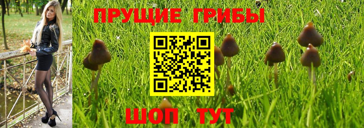 Электрогорск  Псилоцибиновые грибы GOLDEN TEACHER  Псилоцибиновые грибы прущие грибы  как найти   Вход с VPN 